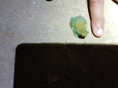 Sphaenorhynchus lacteus