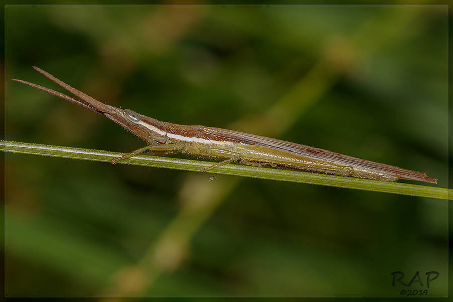 Cylindrotettix