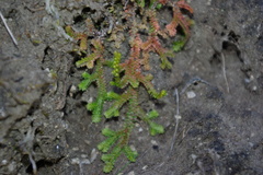 Selaginella helvetica