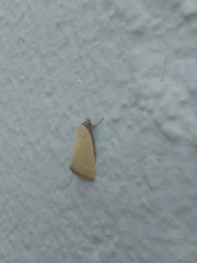 Lepidoptera