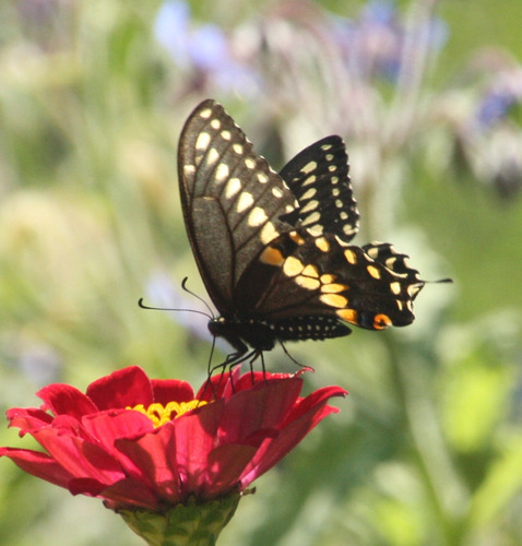 Black Swallowtail