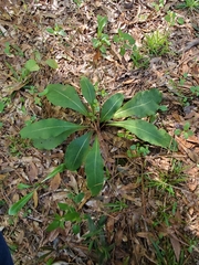 Carphephorus odoratissimus