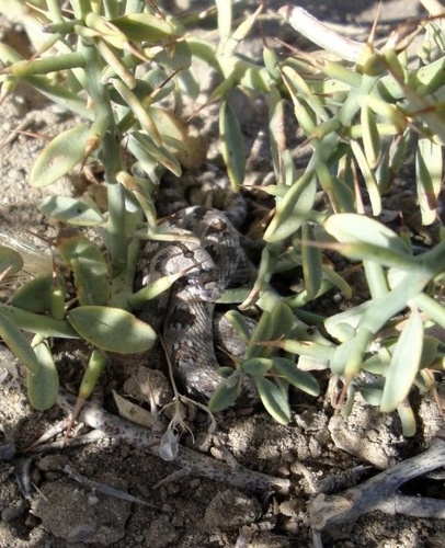 Derafshi Snake