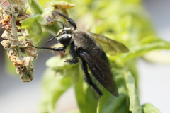 Xylocopa micheneri