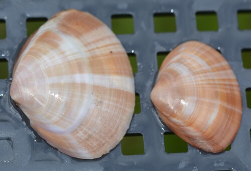 Mactra stultorum