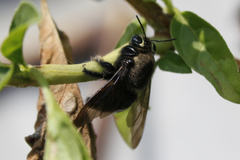 Xylocopa micheneri