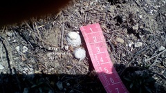 Mammillaria albiflora