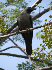Corvus splendens