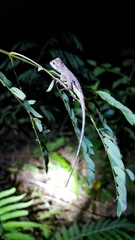 Diploderma polygonatum polygonatum