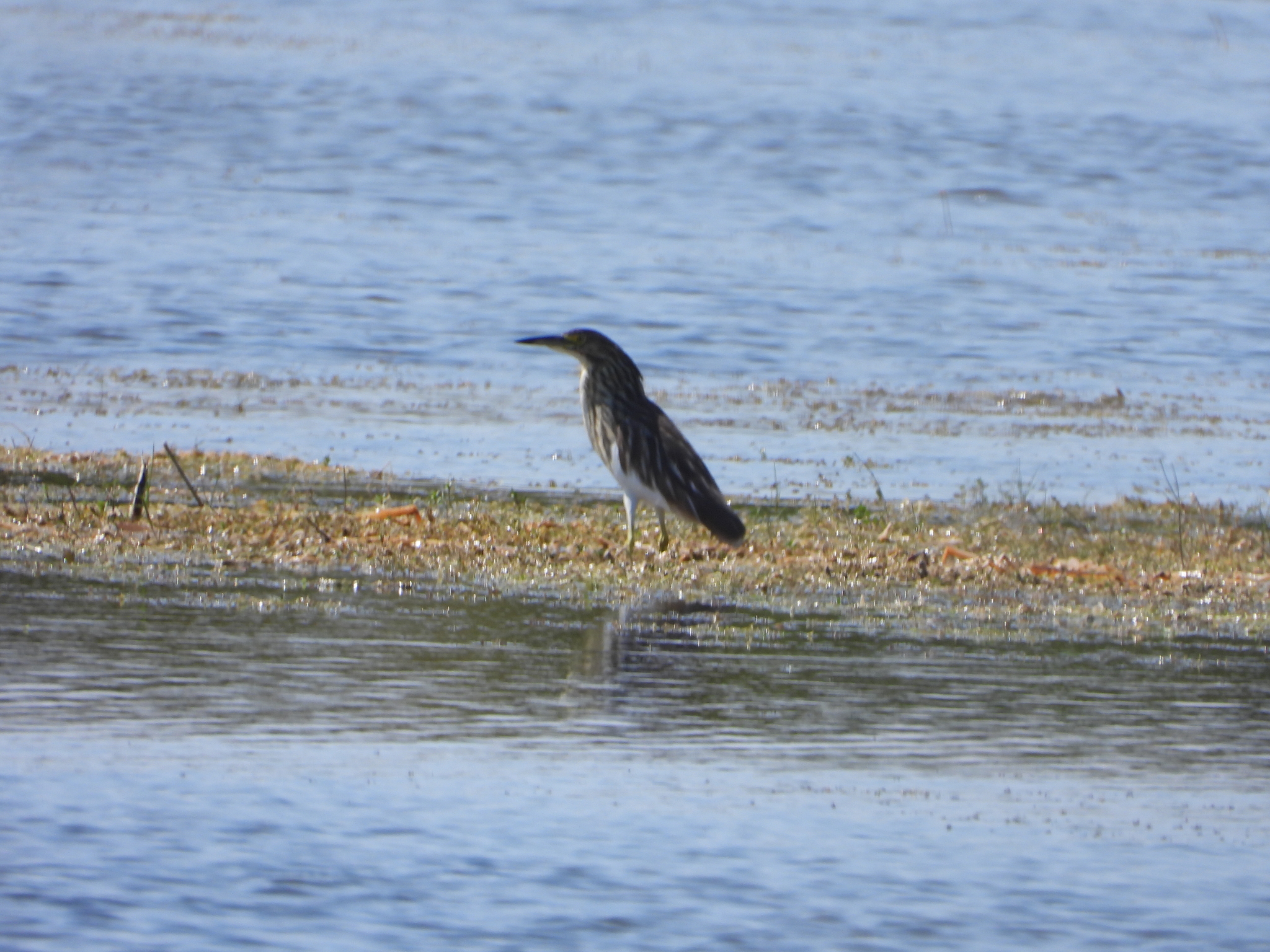 Malagasy Pond Heron (Ardeola idae), photo 5