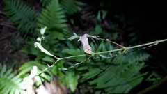 Diploderma polygonatum polygonatum