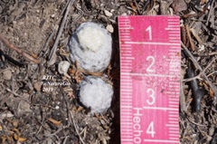 Mammillaria albiflora