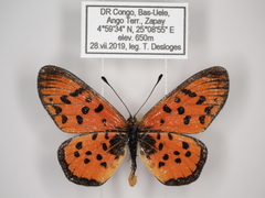Acraea buettneri