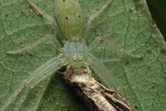 Oxytate virens
