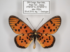 Acraea buettneri