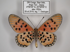 Acraea buettneri