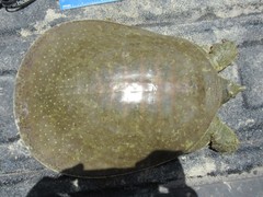 Apalone spinifera emoryi