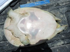 Apalone spinifera emoryi