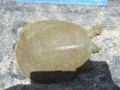 Apalone spinifera emoryi