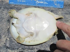 Apalone spinifera emoryi