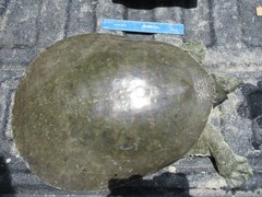 Apalone spinifera emoryi