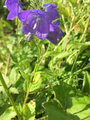 Campanula rhomboidalis
