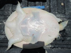 Apalone spinifera emoryi