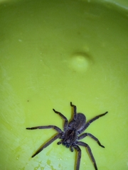 Centroctenus brevipes