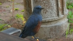 Monticola solitarius philippensis