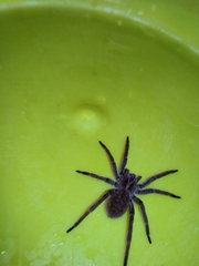 Centroctenus brevipes