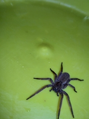 Centroctenus brevipes