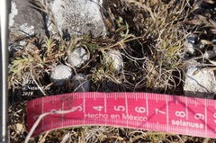 Mammillaria albiflora