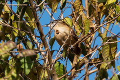 Cantorchilus longirostris