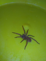 Centroctenus brevipes