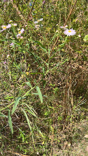 Decurrent False Aster (Boltonia decurrens)