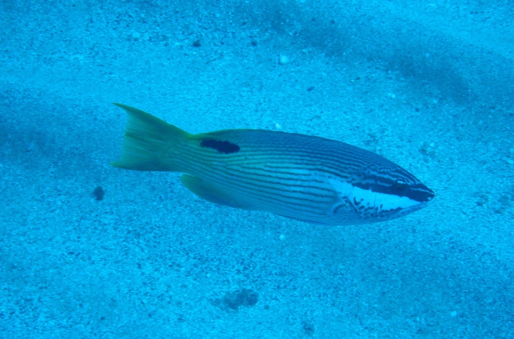 Hawaiian Hogfish
