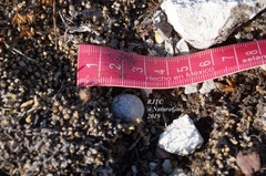 Mammillaria albiflora