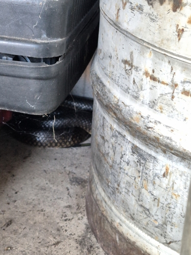 Eastern Brown Snake sighting