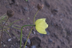 Papaver miyabeanum