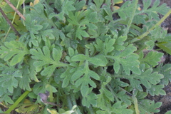 Papaver miyabeanum
