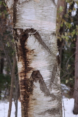 Betula papyrifera