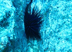 Echinothrix diadema