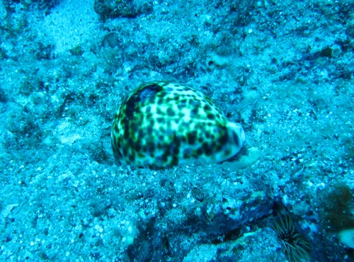 Cypraea tigris observed 2008-06-14