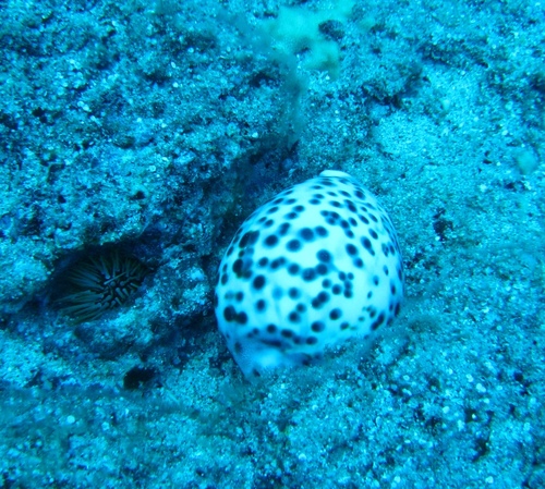 Cypraea tigris observed 2008-06-14
