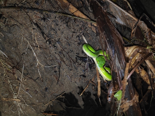 Spot-tailed Pitviper
