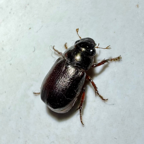 Leucothyreus nolleti