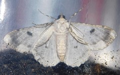 Ascotis