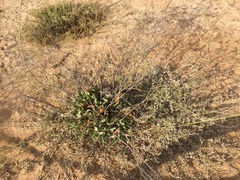Limonium cossonianum