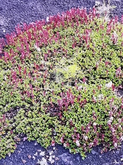 Salix tschuktschorum