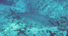 Seriola
